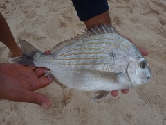 Archosargus rhomboidalis