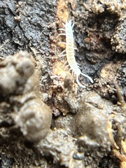 Symphyla