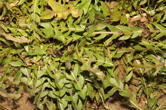 Taraxacum officinale