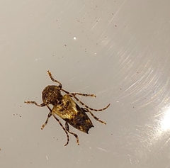 Pogonocherus hispidus