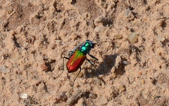 Cicindela scutellaris scutellaris