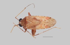 Phytocoris carapezzai
