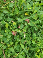 Alysicarpus vaginalis