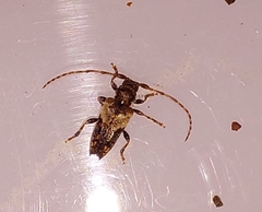 Pogonocherus hispidus