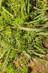 Tripleurospermum maritimum