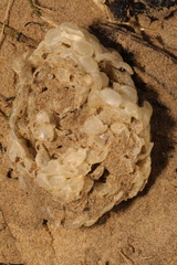 Buccinum undatum