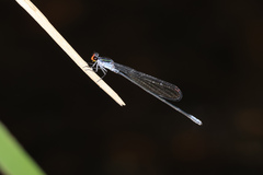 Pseudagrion ignifer