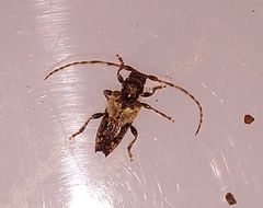 Pogonocherus hispidus