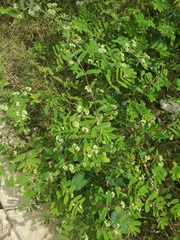 Euphorbia lasiocarpa
