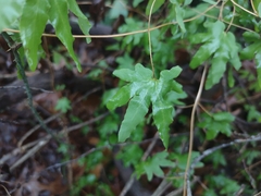 Lygodium palmatum