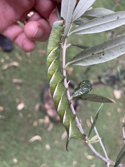 Psilogramma casuarinae