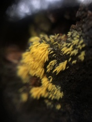 Mucronella flava