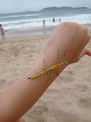 Tithonophasma tithonus