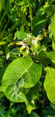 Solanum donianum
