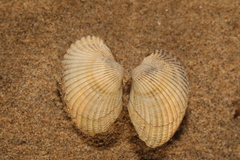Cerastoderma edule