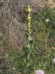Verbascum litigiosum