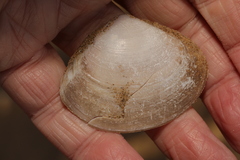 Mactra stultorum