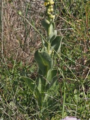 Verbascum litigiosum