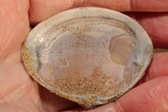 Mactra stultorum