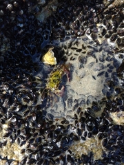 Pachygrapsus transversus