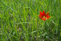 Tulipa suaveolens