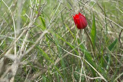 Tulipa suaveolens