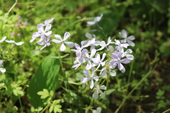 Phlox divaricata