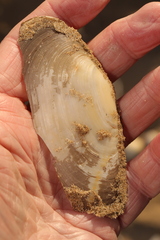 Lutraria lutraria