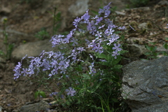 Phlox divaricata