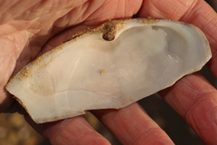 Lutraria lutraria