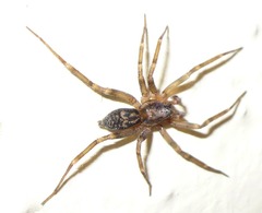 Liocranum rupicola