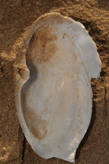 Lutraria lutraria