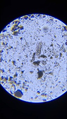 Eutardigrada