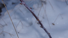 Rubus occidentalis
