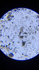 Eutardigrada