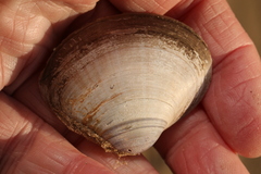 Mactra stultorum