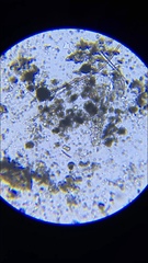 Eutardigrada