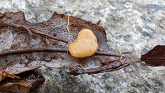 Macrotyphula phacorrhiza