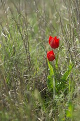 Tulipa suaveolens
