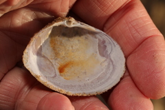 Mactra stultorum