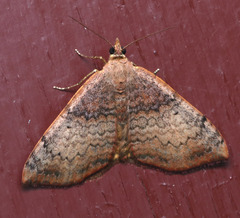 Chrysolarentia
