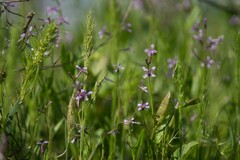 Poa bulbosa vivipara