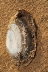 Lutraria lutraria
