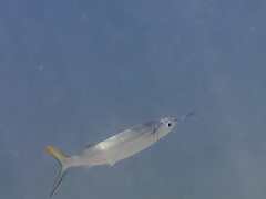 Hemiramphus brasiliensis