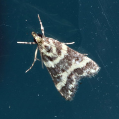 Scoparia spelaea