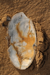 Lutraria lutraria