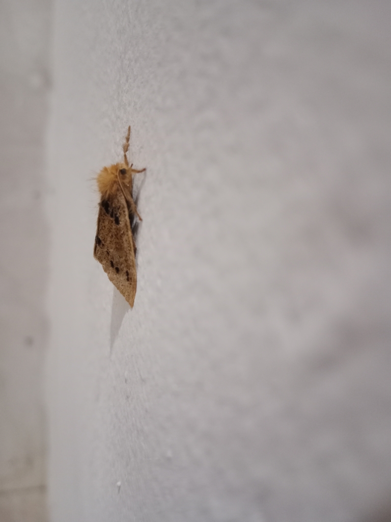 Rhypotoses glebula (Rhypotoses glebula)