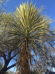 Asparagaceae