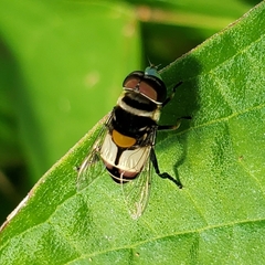 Palpada albifrons