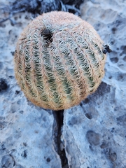 Echinocereus pectinatus pectinatus